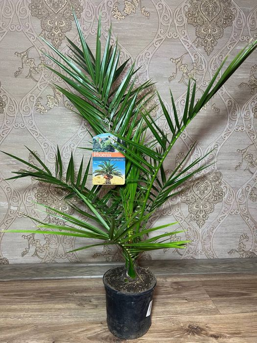 Фінік канарський (Phoenix canariensis)  h 65 см