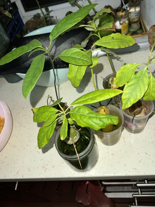 Авокадо ( проросшее)