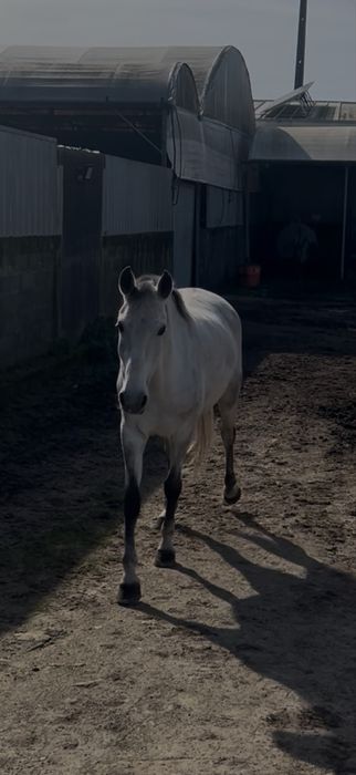 Égua branca com 7 anos de idade