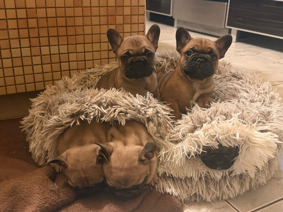 Buldog francuski Edzio