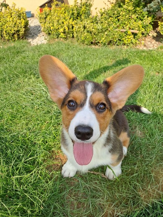 **DEBBIE* sunia Welsh Corgi Cardigan rodzice FCI gotowa do odbioru