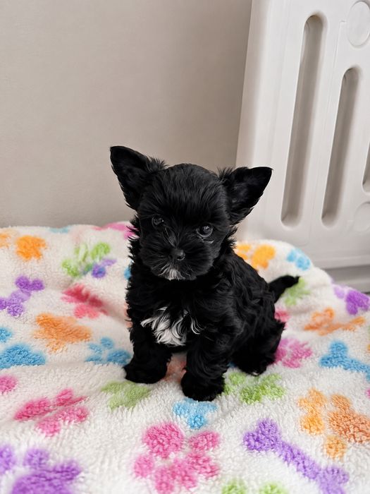 Piesek Yorkshire Terrier Black
