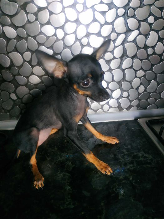 Мини той-терьер девочки,тип оленёнок,черно подпалые.