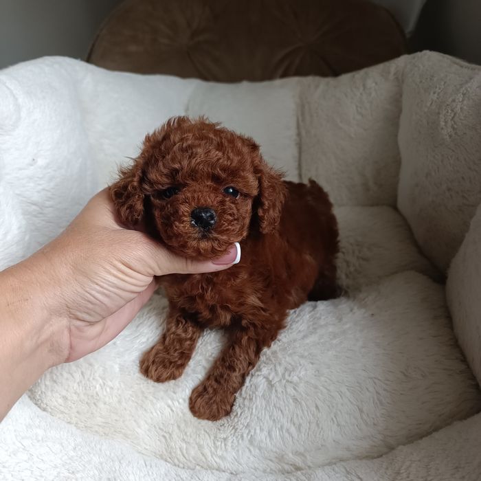 Дввчинка міні той пудель Китай. Ми в Києві