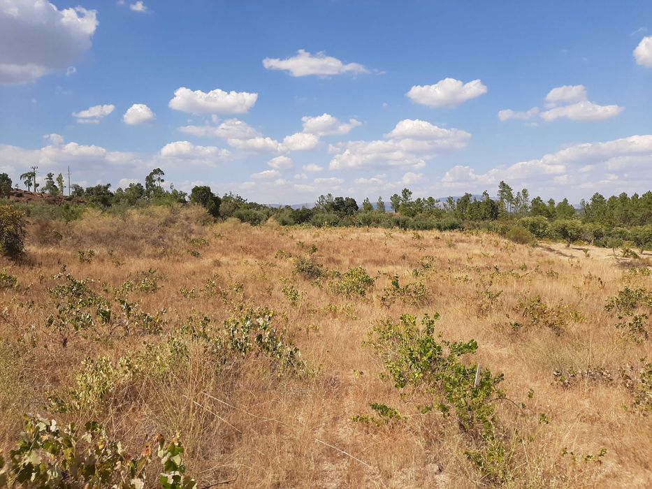 Terreno Rústico com Vinha (3.640 m²) – Salgueiro do Campo, Castelo Branco