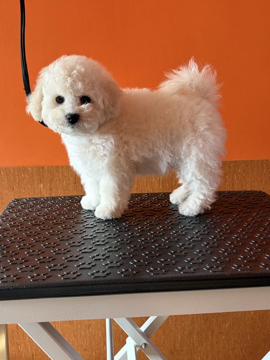 Bichon Frise ZKwP FCI szczenię