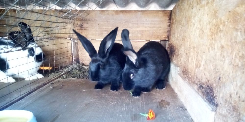 Продам кроликов на развод и мясо Индоутки селезни и уточки цвет Лаванд