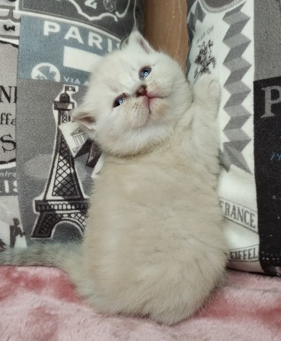 Ідеальна шотландська блакитноока принцеса з ВАКЦИНАЦІЄЮ