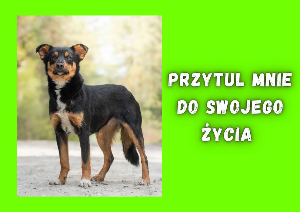 LAMLI - marzy o nowym domu i rodzinie