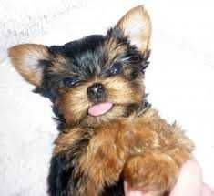 Стрижка собак, котів.м.Першотравеньск. м.Шахтарськ.