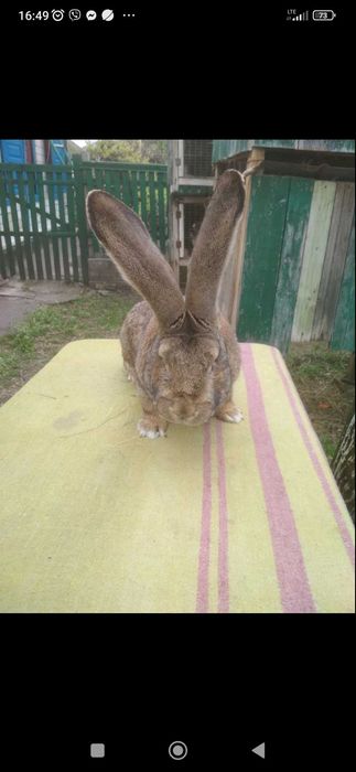 Бельгійський велетень 200 грн/кг живої ваги