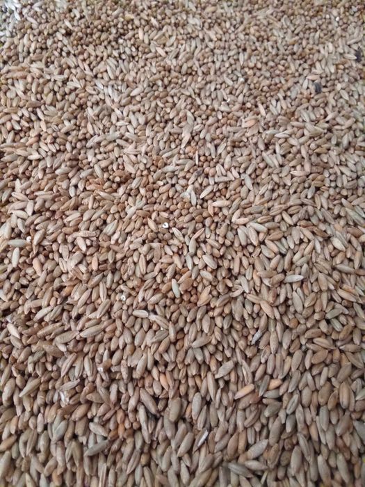 Sprzedam żyto i przenżyto.