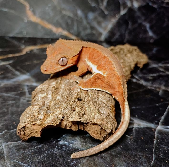 Gekon orzęsiony samica