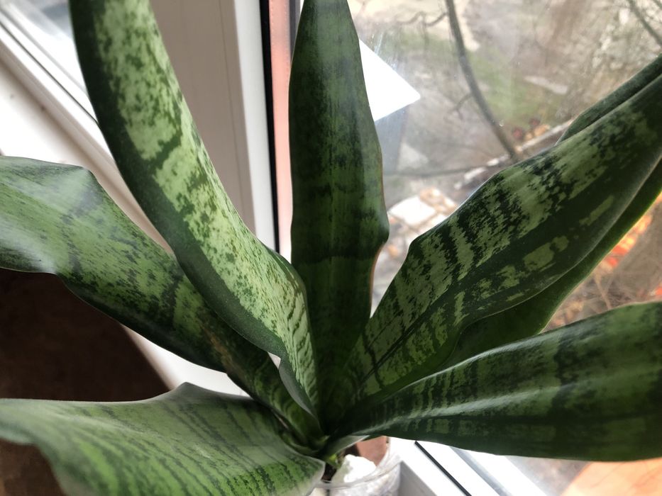 Сансевієрія Філіппінес Джейд Маргіната вар.Крем Стрікер Уітні Єва