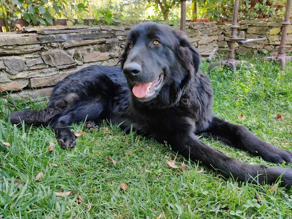 Cachorro Serra da Estrela com LOP