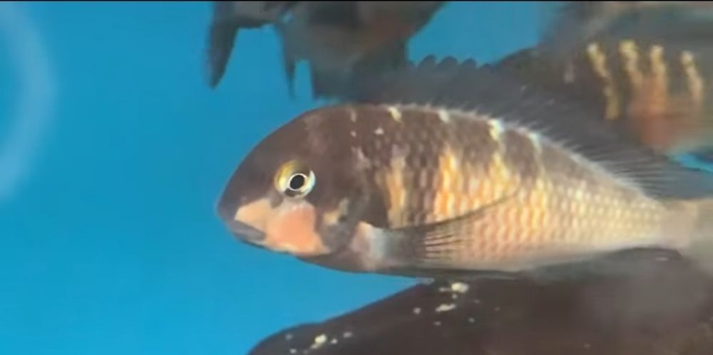 Tropheus Red belly