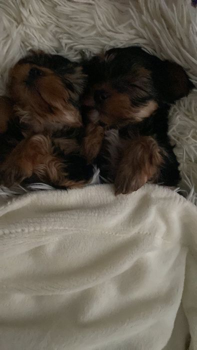 Йорк для в'язки   звертатися в приват