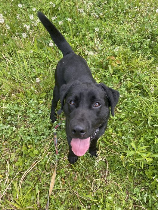 HODOR – młodziutki, wesoły i bardzo energiczny pies w typie labradora