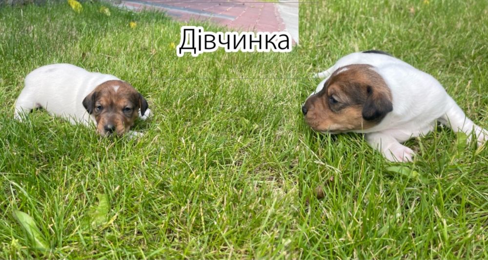 Собаки Джек Расл терєр