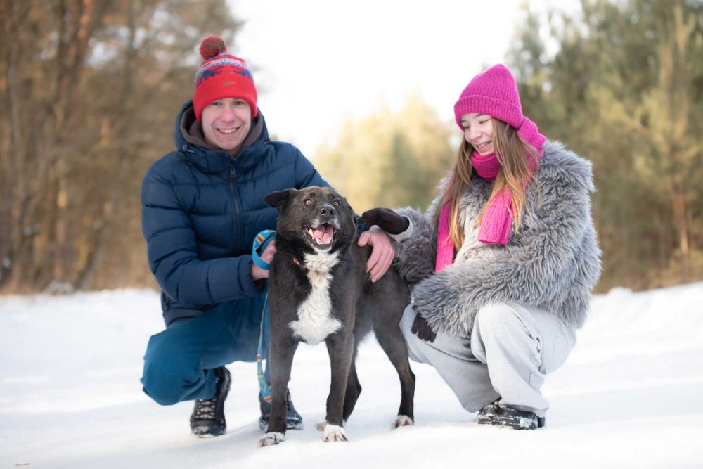 Piękny czarny pies Torparo szuka swojego domu na zawsze