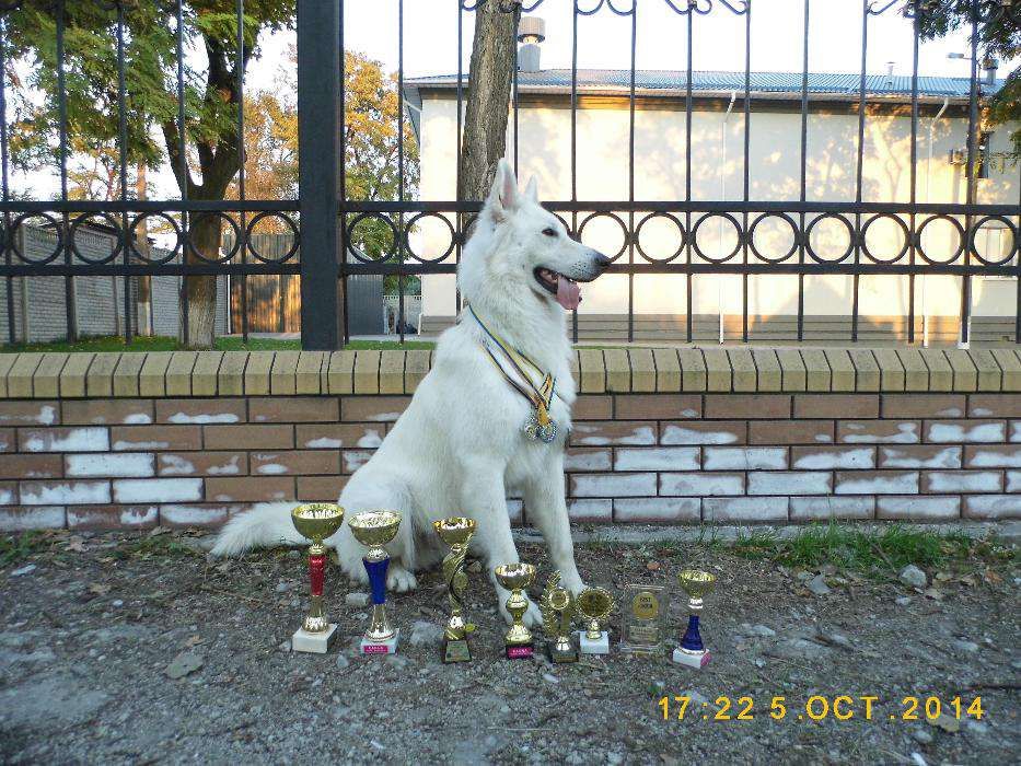 Вязка - Белая Швейцарская Овчарка, кобель,Запорожье