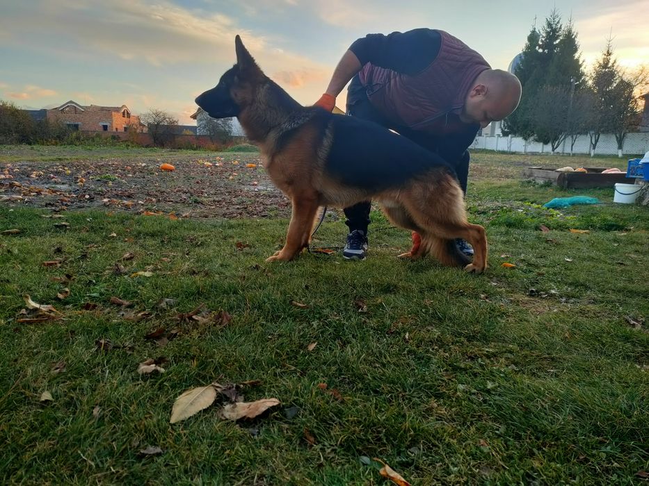 Продаються цуцики