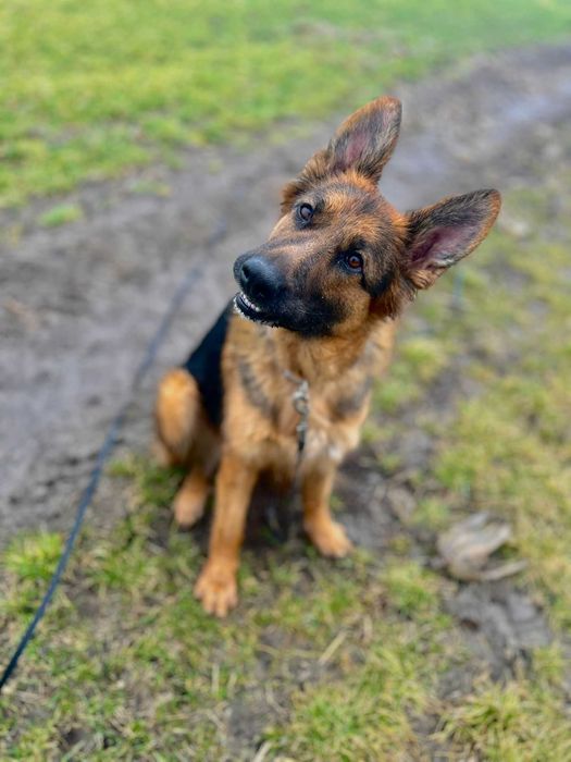 Suczka w typie owczarka niemieckiego do adopcji