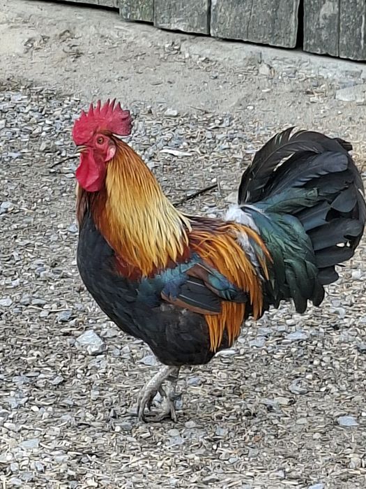 Kogut zielononóżka