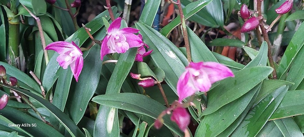 Vendo 2 keikis  orquídea Dendrobium kingianum
