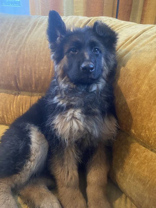 Owczarek Niemiecki długowłosy