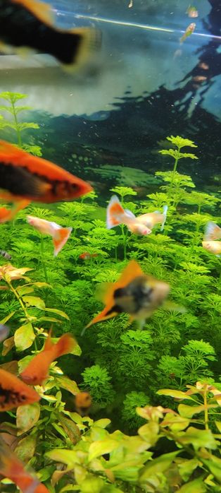 Gupiki albino Red topaz