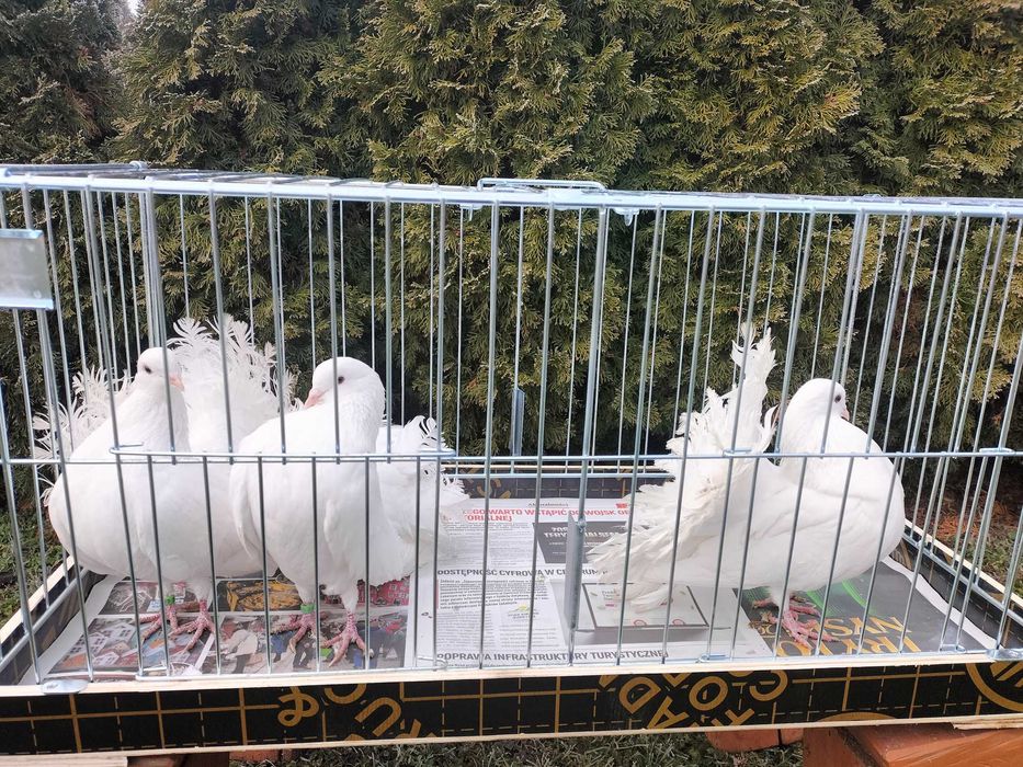 Pawiki Samce, Samice- białe