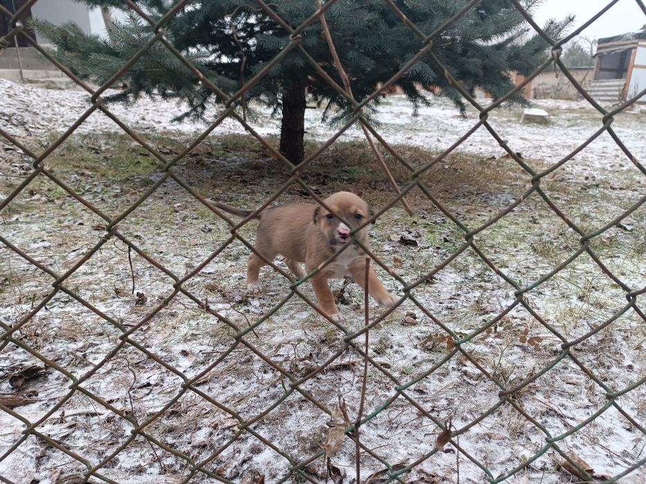 Віддам у добрі руки цуценят