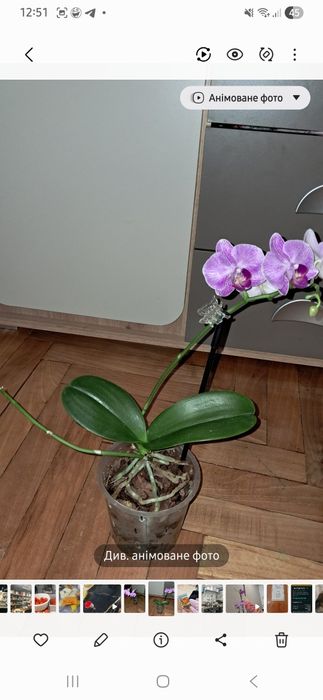 орхідеї  міні орхідеї