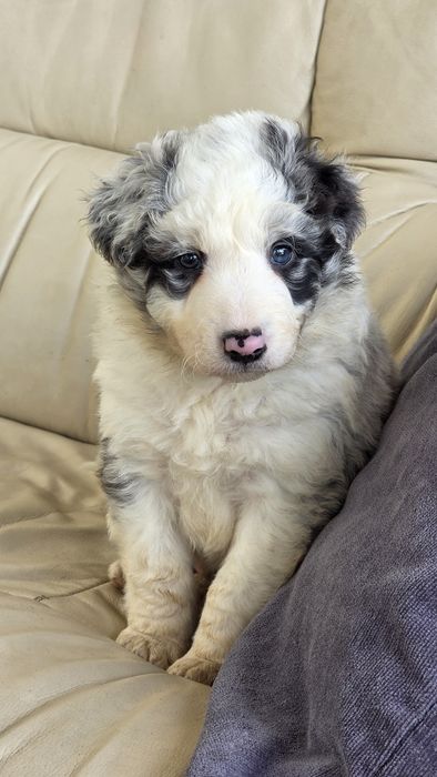 Border Collie Blue Merle Macho (olho azul/olho verde)