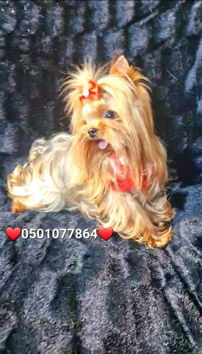 Миниатюрный мальчик йоркширского терьера для вязки (йорк)