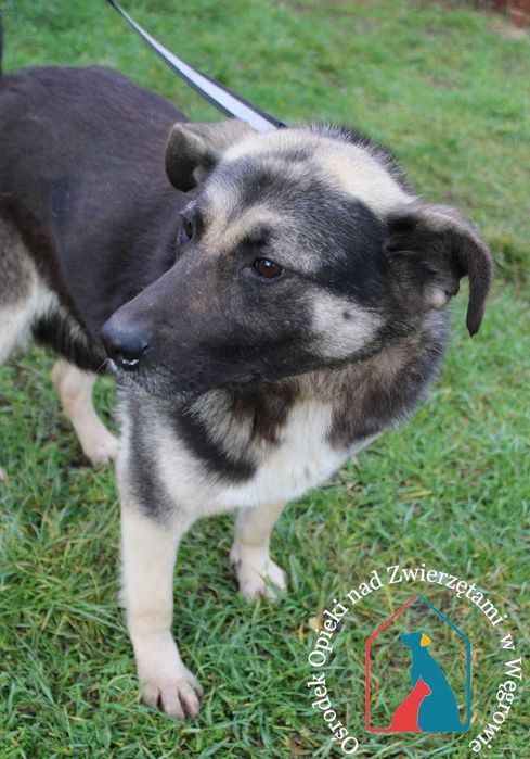 Była  w 2 azylach - nigdy nie była kochana - odmień jej życie - adoptuj