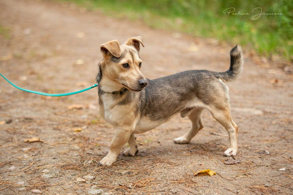 Malutki, słodki Fido marznie w schronisku!
