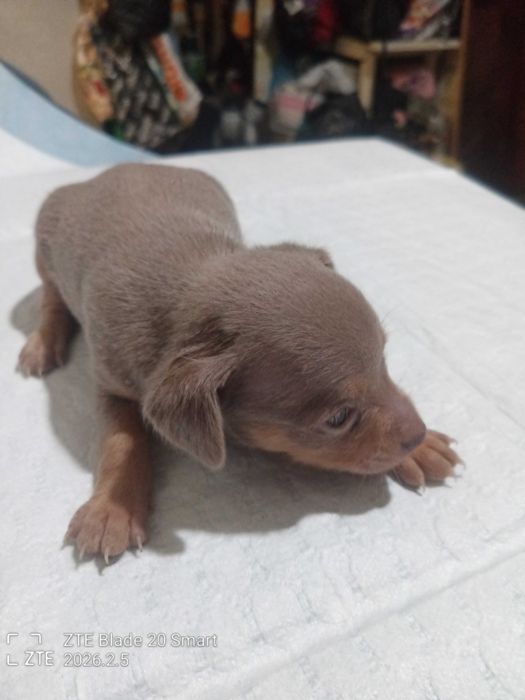 Продам цуценят той терьер 1 місяць