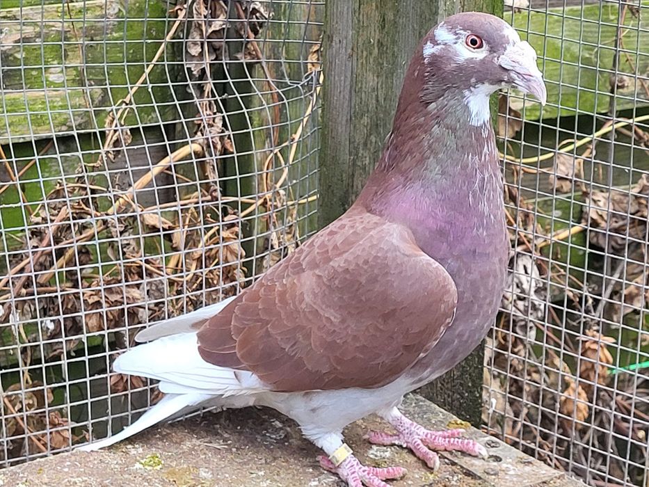 Gołębie staropolskie: samica 3