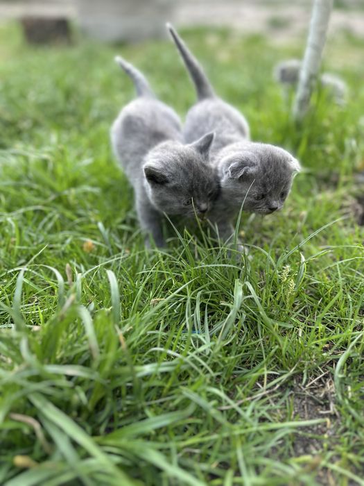 Шотландські кошенята