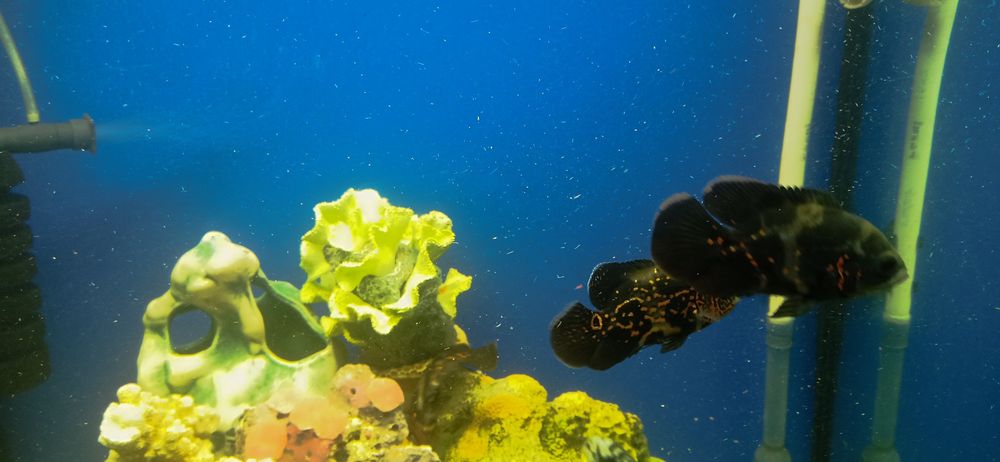 Продається акваріум повністю з усім ціна договірна акваріум до 200 л