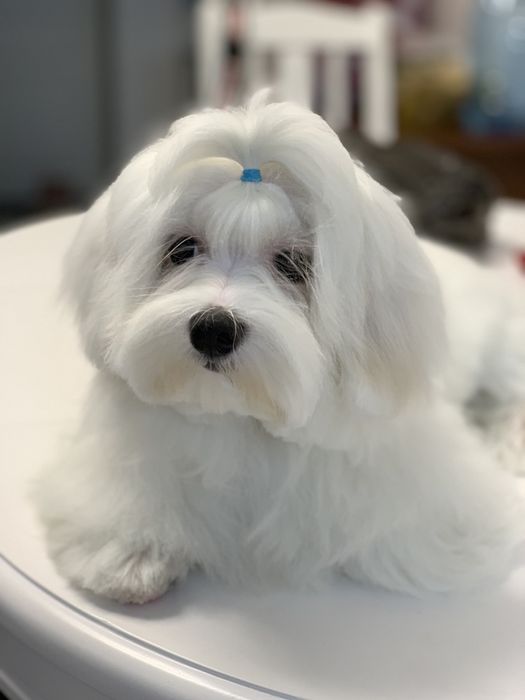 Стрижка собак и котів у Вас вдома. Грумер