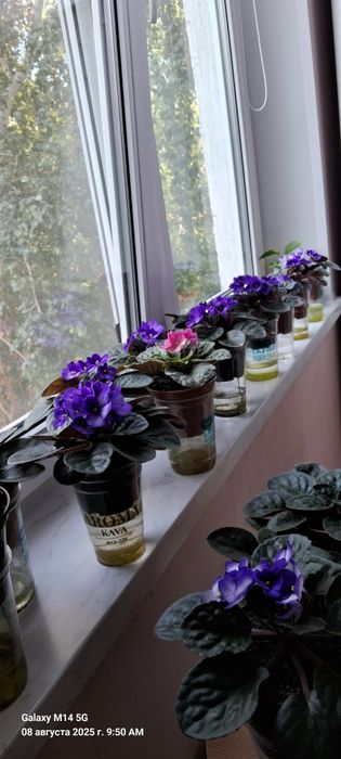 Обмен, цветущие фиалки.