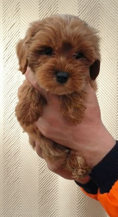 Невероятный красавчик мальтипу.