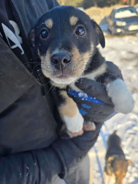 Pieski w dobre ręce oddam