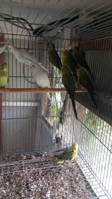 Vendo  periquitos de asas negra novas