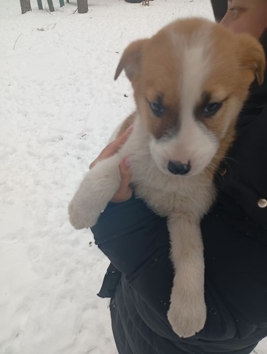 Віддамо цуценят в хороші руки.