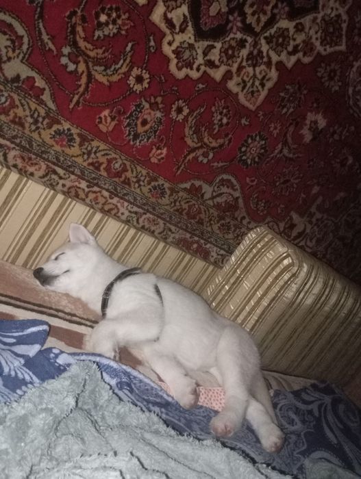 Отдам в добрые руки? Чисто кровная хаски