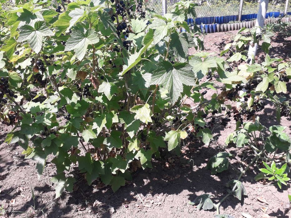 Продам разные саженцы